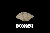 藏品(花麥螺)的圖片